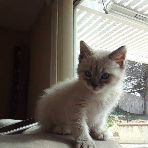 Meet your Posher, Daniel - Picture 1 of 1